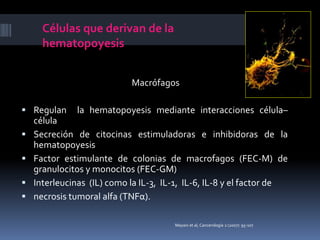 Células que derivan de la
hematopoyesis
Macrófagos
 Regulan la hematopoyesis mediante interacciones célula–
célula
 Secreción de citocinas estimuladoras e inhibidoras de la
hematopoyesis
 Factor estimulante de colonias de macrofagos (FEC-M) de
granulocitos y monocitos (FEC-GM)
 Interleucinas (IL) como la IL-3, IL-1, IL-6, IL-8 y el factor de
 necrosis tumoral alfa (TNFα).
Mayani et al, Cancerología 2 (2007): 95-107
 
