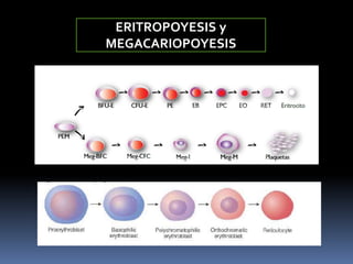 ERITROPOYESIS y
MEGACARIOPOYESIS
 