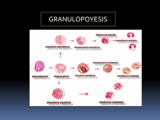 GRANULOPOYESIS
 