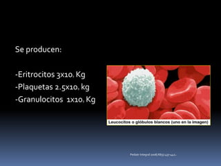 Se producen:
-Eritrocitos 3x109 Kg
-Plaquetas 2.5x109 kg
-Granulocitos 1x109 Kg
Pediatr Integral 2008;XII(5):437-442.
 