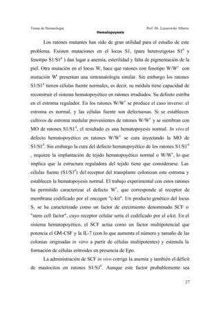 Temas de Hematología Prof. Dr. Lazarowski Alberto
Hematopoyesis
27
Los ratones mutantes han sido de gran utilidad para el estudio de este
problema. Existen mutaciones en el locus S1, (para heterozigotas S1d
y
fenotipo S1/S1d
) dan lugar a anemia, esterilidad y falta de pigmentación de la
piel. Otra mutación en el locus W, hace que ratones con fenotipo W/Wv
con
mutación Wv
presentan una sintomatología similar. Sin embargo los ratones
S1/S1d
tienen células fuente normales, es decir, su médula tiene capacidad de
reconstruir el sistema hematopoyético en ratones irradiados. Su defecto estriba
en el estroma regulador. En los ratones W/Wv
se produce el caso inverso: el
estroma es normal, y las células fuente son defectuosas. Si se establecen
cultivos de estroma medular provenientes de ratones W/Wv
y se siembran con
MO de ratones S1/S1d
, el resultado es una hematopoyesis normal. In vivo el
defecto hematopoyético en ratones W/Wv
se cura inyectando la MO de
S1/S1d
. Sin embargo la cura del defecto hematopoyético de los ratones S1/S1d
, requiere la implantación de tejido hematopoyético normal o W/Wv
, lo que
implica que la estructura reguladora del tejido tiene que considerarse. Las
células fuente (S1/S1d
) del receptor del transplante colonizan este estroma y
establecen la hematopoyesis normal. El trabajo experimental con estos ratones
ha permitido caracterizar el defecto Wv
, que corresponde al receptor de
membrana codificado por el oncogen "c-kit". Un producto genético del locus
S1 se ha caracterizado como un factor de crecimiento denominado SCF o
"stem cell factor", cuyo receptor celular sería el codificado por el c-kit. En el
sistema hematopoyético, el SCF actúa como un factor multipotencial que
potencia el GM-CSF y la IL-7 (con lo que aumenta el número y tamaño de las
colonias originadas in vitro a partir de células multipotentes) y estimula la
formación de células eritroides en presencia de Epo.
La administración de SCF in vivo corrige la anemia y también el déficit
de mastocitos en ratones S1/S1d
. Aunque este factor probablemente sea
 