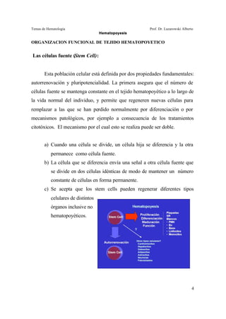 Temas de Hematología Prof. Dr. Lazarowski Alberto
Hematopoyesis
4
ORGANIZACION FUNCIONAL DE TEJIDO HEMATOPOYETICO
Las células fuente (Stem Cell):
Esta población celular está definida por dos propiedades fundamentales:
autorrenovación y pluripotencialidad. La primera asegura que el número de
células fuente se mantenga constante en el tejido hematopoyético a lo largo de
la vida normal del individuo, y permite que regeneren nuevas células para
remplazar a las que se han perdido normalmente por diferenciación o por
mecanismos patológicos, por ejemplo a consecuencia de los tratamientos
citotóxicos. El mecanismo por el cual esto se realiza puede ser doble.
a) Cuando una célula se divide, un célula hija se diferencia y la otra
permanece como célula fuente.
b) La célula que se diferencia envía una señal a otra célula fuente que
se divide en dos células idénticas de modo de mantener un número
constante de células en forma permanente.
c) Se acepta que los stem cells pueden regenerar diferentes tipos
celulares de distintos
órganos inclusive no
hematopoyéticos.
 