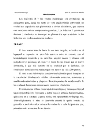 Temas de Hematología Prof. Dr. Lazarowski Alberto
Hematopoyesis
45
Los linfocitos B y las células plasmáticas son productoras de
anticuerpos pero, desde un punto de vista arquitectónico estructural, las
células más capacitadas son plasmocitos o células plasmáticas, que cuentan
con abundante retículo endoplásmico granuloso. Los linfocitos B pueden ser
tisulares o circulantes, en tanto que los plasmocitos, que se derivan de los
linfocitos, son predominantemente tisulares.
EL BAZO
El bazo normal tiene la forma de una lente irregular, se localiza en el
hipocondrio izquierdo, su superficie convexa entra en contacto con el
hemidiafragma izquierdo y su superficie anterior interna y cóncava está
rodeada por el estómago, el colon y el riñón. Es un órgano que se mueve
libremente, y que está cubierto en su totalidad por el peritoneo. En
condiciones normales no se puede palpar y su peso es de 120 a 200 gramos.
El bazo es una red de tejido conectivo evolucionada que se interpone en
la circulación distribuyendo células, eliminando eritrocitos, reteniendo y
modificando reticulocitos y plaquetas. También produce la transformación de
las células de la respuesta inmune como monocitos y linfocitos.
Evolutivamente el bazo posee tejido inmunológico y hematopoyético; el
tejido inmunológico lo representa la pulpa blanca y el tejido hematopoyético,
que existía en la vida fetal y que se pierde, está representado por la pulpa roja.
Embriológicamente el bazo se desarrolla durante la quinta semana de
gestación a partir de varios racimos de células de la cola del páncreas que,
posteriormente, se unen en forma lobular.
 