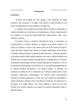 Temas de Hematología Prof. Dr. Lazarowski Alberto
Hematopoyesis
46
Estructura
El bazo está formado por una cápsula y por trabéculas de tejido
conectivo que envuelven a la pulpa. Esta última se halla dividida en tres
zonas: la pulpa blanca, la zona marginal y la pulpa roja.
La cápsula está compuesta por tejido fibroso del que se desprende un
sistema trabedular que se proyecta en el parénquima y forma compartimentos
en el órgano. A lo largo del sistema trabecular viajan arterias, venas, vasos
linfáticos y nervios.
Se aprecia mejor la anatomía funcional de bazo si conocemos su
vascularización. La arteria esplénica se origina en el tronco celíaco y se
divide, en el hilio, en cinco o seis ramas, cada una de las cuales da origen a
varias divisiones menores que forman las arterias trabeculares. Estas arterias
se dividen progresivamente sin presentar interconexiones hasta que penetran
en la pulpa (arteria central) donde adquieren una vaina o cubierta linfática con
folículos que en conjunto forman la pulpa blanca. La pulpa blanca es el mayor
componente inmunológico del bazo, donde participan los linfocitos T y B en
las funciones inmunológicas. Los linfocitos T se encuentran principalmente en
la cubierta linfática periarterial y, en alguna medida, en folículos. En
contraste, los linfocitos B se almacenan en el folículo, donde están en una
constante cooperación inmunológica. El folículo posee características
similares al folículo ganglionar, es decir, una zona central con macrófagos y
células reticulares, indicativa de la actividad en el folículo. Los linfocitos T y
B migran de la pulpa blanca a los vasos linfáticos a través de sus vasos
eferentes (no existen aferentes) que siguen las arterias trabeculares hasta el
hilio del órgano.
 