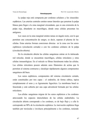 Temas de Hematología Prof. Dr. Lazarowski Alberto
Hematopoyesis
47
La pulpa roja está compuesta por cordones celulares y los sinusoides
esplénicos. Las arterias centrales emiten ramas laterales que penetran la pulpa
blanca para llegar a la zona marginal circundante, que es una extensión de la
pulpa roja, abundante en macrófagos, donde estas células presentan los
antígenos.
Los vasos en la zona marginal emiten ramas en ángulo recto, con lo que
permiten una concentración de sangre, es decir, separan el plasma de las
células. Estas arterias forman conexiones directas en la zona con los senos
esplénicos (circulación cerrada) o con los cordones celulares de la pulpa
(circulación abierta).
En la circulación abierta las células sanguíneas entran en la intrincada
red reticular, donde se encuentran macrófagos, células reticulares y otras
células inmunológicas. En el retículo se filtran literalmente todas las células.
Las células reticulares poseen además unos filamentos de actina que le
permiten al sistema contraerse y desalojar rápidamente algunos componentes
sanguíneos del bazo.
Los senos esplénicos, componentes del sistema circulatorio cerrado,
están constituídos por tres capas : el endotelio, de forma cúbica, tapiza
completamente el seno y es ligeramente fagocítico. La membrana basal es
fenestrada y está cubierta por una capa adventicial formada por las células
reticulares.
Las células sanguíneas migran de los senos esplénicos a los cordones
atravesando los espacios intercelulares de las células endoteliales. La
circulación abierta corresponde a los cordones, es de bajo flujo y a ella le
corresponde un 90% de la circulación esplénica. La inervación esplénica llega
también por travéculas e involucra principalmente a los cordones, teniendo
 