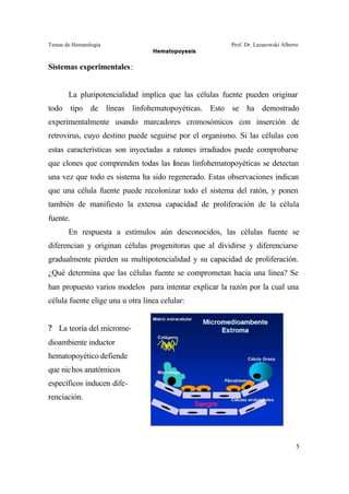 Temas de Hematología Prof. Dr. Lazarowski Alberto
Hematopoyesis
5
Sistemas experimentales:
La pluripotencialidad implica que las células fuente pueden originar
todo tipo de líneas linfohematopoyéticas. Esto se ha demostrado
experimentalmente usando marcadores cromosómicos con inserción de
retrovirus, cuyo destino puede seguirse por el organismo. Si las células con
estas características son inyectadas a ratones irradiados puede comprobarse
que clones que comprenden todas las líneas linfohematopoyéticas se detectan
una vez que todo es sistema ha sido regenerado. Estas observaciones indican
que una célula fuente puede recolonizar todo el sistema del ratón, y ponen
también de manifiesto la extensa capacidad de proliferación de la célula
fuente.
En respuesta a estímulos aún desconocidos, las células fuente se
diferencian y originan células progenitoras que al dividirse y diferenciarse
gradualmente pierden su multipotencialidad y su capacidad de proliferación.
¿Qué determina que las células fuente se comprometan hacia una línea? Se
han propuesto varios modelos para intentar explicar la razón por la cual una
célula fuente elige una u otra línea celular:
? La teoría del microme-
dioambiente inductor
hematopoyético defiende
que nichos anatómicos
específicos inducen dife-
renciación.
 
