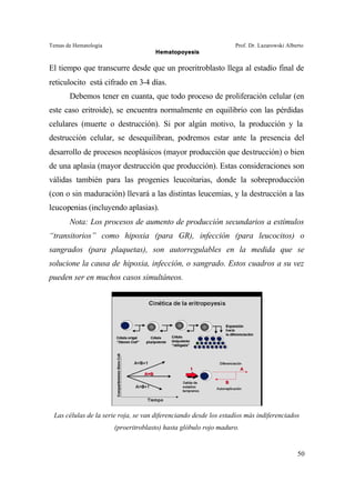 Temas de Hematología Prof. Dr. Lazarowski Alberto
Hematopoyesis
50
El tiempo que transcurre desde que un proeritroblasto llega al estadío final de
reticulocito está cifrado en 3-4 días.
Debemos tener en cuanta, que todo proceso de proliferación celular (en
este caso eritroide), se encuentra normalmente en equilibrio con las pérdidas
celulares (muerte o destrucción). Si por algún motivo, la producción y la
destrucción celular, se desequilibran, podremos estar ante la presencia del
desarrollo de procesos neoplásicos (mayor producción que destrucción) o bien
de una aplasia (mayor destrucción que producción). Estas consideraciones son
válidas también para las progenies leucoitarias, donde la sobreproducción
(con o sin maduración) llevará a las distintas leucemias, y la destrucción a las
leucopenias (incluyendo aplasias).
Nota: Los procesos de aumento de producción secundarios a estímulos
“transitorios” como hipoxia (para GR), infección (para leucocitos) o
sangrados (para plaquetas), son autorregulables en la medida que se
solucione la causa de hipoxia, infección, o sangrado. Estos cuadros a su vez
pueden ser en muchos casos simultáneos.
Las células de la serie roja, se van diferenciando desde los estadíos más indiferenciados
(proeritroblasto) hasta glóbulo rojo maduro.
 