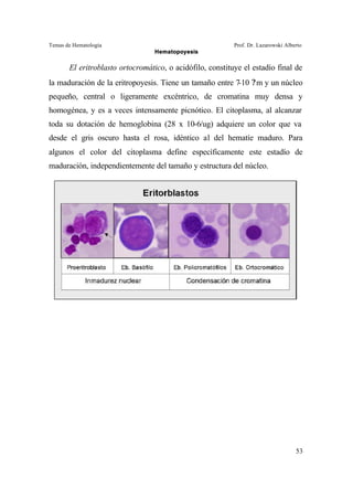 Temas de Hematología Prof. Dr. Lazarowski Alberto
Hematopoyesis
53
El eritroblasto ortocromático, o acidófilo, constituye el estadío final de
la maduración de la eritropoyesis. Tiene un tamaño entre 7-10 ?m y un núcleo
pequeño, central o ligeramente excéntrico, de cromatina muy densa y
homogénea, y es a veces intensamente picnótico. El citoplasma, al alcanzar
toda su dotación de hemoglobina (28 x 10-6/ug) adquiere un color que va
desde el gris oscuro hasta el rosa, idéntico al del hematíe maduro. Para
algunos el color del citoplasma define específicamente este estadío de
maduración, independientemente del tamaño y estructura del núcleo.
 