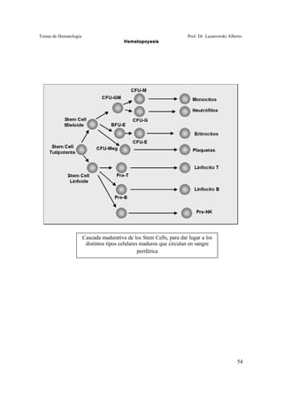 Temas de Hematología Prof. Dr. Lazarowski Alberto
Hematopoyesis
54
Cascada madurativa de los Stem Cells, para dar lugar a los
distintos tipos celulares maduros que circulan en sangre
periférica
 