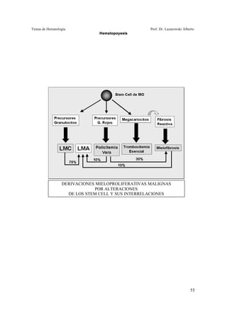 Temas de Hematología Prof. Dr. Lazarowski Alberto
Hematopoyesis
55
DERIVACIONES MIELOPROLIFERATIVAS MALIGNAS
POR ALTERACIONES
DE LOS STEM CELL Y SUS INTERRELACIONES
 