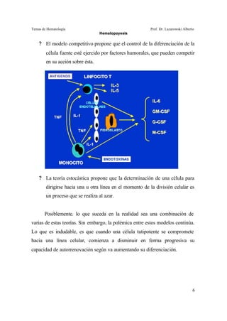 Temas de Hematología Prof. Dr. Lazarowski Alberto
Hematopoyesis
6
? El modelo competitivo propone que el control de la diferenciación de la
célula fuente esté ejercido por factores humorales, que pueden competir
en su acción sobre ésta.
? La teoría estocástica propone que la determinación de una célula para
dirigirse hacia una u otra línea en el momento de la división celular es
un proceso que se realiza al azar.
Posiblemente. lo que suceda en la realidad sea una combinación de
varias de estas teorías. Sin embargo, la polémica entre estos modelos continúa.
Lo que es indudable, es que cuando una célula tutipotente se compromete
hacia una línea celular, comienza a disminuir en forma progresiva su
capacidad de autorrenovación según va aumentando su diferenciación.
 