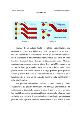 Temas de Hematología Prof. Dr. Lazarowski Alberto
Hematopoyesis
7
Modelo 1 Modelo 2
Además de las células fuente, el sistema hematopoyético, está
compuesto por tres tipos de poblaciones celulares que pueden observarse en el
conocido esquema de la hematopoyesis, células progenitoras multipotentes,
células progenitoras bi o monopotentes comprometidas hacia una o dos líneas
hematopoyéticas mieloides y células en vías de maduración. Estas poblaciones
pueden considerarse como células en tránsito dentro de la MO ya que tras una
serie de divisiones que se asocian con un aumento de la diferenciación celular,
generan células que acaban saliendo a la sangre periférica para ejercer su
función y morir. Por tanto el mantenimiento de la homeostasis en la
hematopoyesis se cifra en un perfecto equilibrio entre proliferación y
diferenciación celular.
Los primeros componentes celulares (Células Fuente y Células
Progenitoras), no pueden reconocerse por métodos convencionales. Su
existencia se ha demostrado gracias a técnicas de cultivo in vitro, las cuales
han permitido comprobar que ciertas células al ser sembradas sobre una matriz
semisólida y en presencia de unos estimulantes determinados son capaces de
proliferar y dar lugar a la formación de una colonia. A esas células se las ha
 