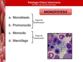 Hematopoyesis | PPT