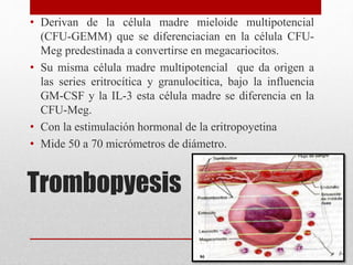 Trombopyesis
• Derivan de la célula madre mieloide multipotencial
(CFU-GEMM) que se diferenciacian en la célula CFU-
Meg predestinada a convertirse en megacariocitos.
• Su misma célula madre multipotencial que da origen a
las series eritrocítica y granulocítica, bajo la influencia
GM-CSF y la IL-3 esta célula madre se diferencia en la
CFU-Meg.
• Con la estimulación hormonal de la eritropoyetina
• Mide 50 a 70 micrómetros de diámetro.
 