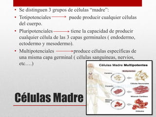 Células Madre
• Se distinguen 3 grupos de células “madre”:
• Totipotenciales puede producir cualquier células
del cuerpo.
• Pluripotenciales tiene la capacidad de producir
cualquier célula de las 3 capas germinales ( endodermo,
ectodermo y mesodermo).
• Multipotenciales produce células específicas de
una misma capa germinal ( células sanguíneas, nervios,
etc….)
 