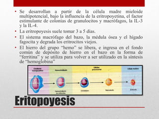 Eritopoyesis
• Se desarrollan a partir de la célula madre mieloide
multipotencial, bajo la influencia de la eritropoyetina, el factor
estimulante de colonias de granulocitos y macrófagos, la IL-3
y la IL-4.
• La eritropoyesis suele tomar 3 a 5 días.
• El sistema macrófago del bazo, la médula ósea y el hígado
fagocita y degrada los eritrocitos viejos.
• El hierro del grupo “hemo” se libera, e ingresa en el fondo
común de depósito de hierro en el bazo en la forma de
“ferritina” y se utiliza para volver a ser utilizado en la síntesis
de “hemoglobina”
 