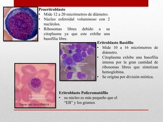 Proeritroblasto
• Mide 12 a 20 micrómetros de diámetro.
• Núcleo esferoidal voluminoso con 2
nucléolos.
• Ribosomas libres debido a su
citoplasma ya que este exhibe una
basofília libre.
Eritroblasto Basófilo
• Mide 10 a 16 micrómetros de
diámetro.
• Citoplasma exhibe una basofília
intensa por la gran cantidad de
ribosomas libres que sintetizan
hemoglobina.
• Se origina por división miótica.
Eritroblasto Policromatófilo
• su núcleo es más pequeño que el
“EB” y los grumos
 