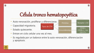 Célula tronco hematopoyética
• Auto-renovación, proliferar y diferenciarse.
• Capacidad migratoria.
• Estado quiescente.
• Entran en ciclo celular una vez al mes.
• Es regulada por un balance entre la auto-renovación, diferenciación
y apoptosis.
Tipos de CTH
Primitiva Receptor c-kit
Inmunofenotipo
CD34+,
CD38+/-, Lin,
CD117+
 