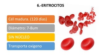6.-ERITROCITOS
Cél madura. (120 días)
Diámetro: 7-8um
SIN NÚCLEO
Transporta oxígeno
 