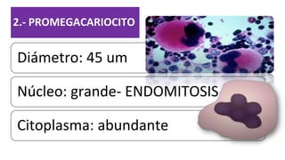 2.- PROMEGACARIOCITO
Diámetro: 45 um
Núcleo: grande- ENDOMITOSIS
Citoplasma: abundante
 
