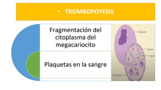 • TROMBOPOYESIS
Fragmentación del
citoplasma del
megacariocito
Plaquetas en la sangre
 