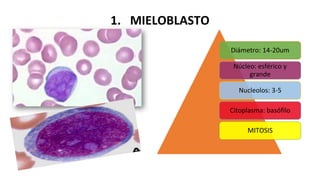 1. MIELOBLASTO
Diámetro: 14-20um
Núcleo: esférico y
grande
Nucleolos: 3-5
Citoplasma: basófilo
MITOSIS
 