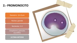 2.- PROMONOCITO
Diametro: 10-15um
Núcleo: grande
Núcleolos: 1-2
Citoplasma: gránulos
azurófilos
ULTIMA MITOSIS
 
