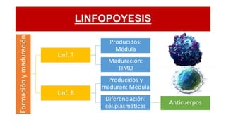 LINFOPOYESIS
Formación
y
maduración
Linf. T
Producidos:
Médula
Maduración:
TIMO
Linf. B
Producidos y
maduran: Médula
Diferenciación:
cél.plasmáticas
Anticuerpos
 