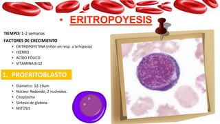 • ERITROPOYESIS
TIEMPO: 1-2 semanas
FACTORES DE CRECIMIENTO
• ERITROPOYETINA (riñón en resp. a la hipoxia)
• HIERRO
• ACÍDO FÓLICO
• VITAMINA B-12
• Diámetro: 12-19um
• Núcleo: Redondo, 2 nucleolos.
• Citoplasma
• Síntesis de globina
• MITOSIS
1. PROERITOBLASTO
 