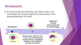 hematopoyesis origen de las células sanguíneas .pptx