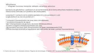 HEMATOPOYESIS, fisiología 2, la sangre, hemoglobina | PDF