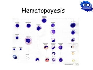 Hematopoyesis
 