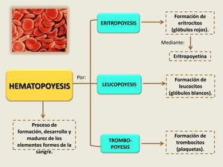 Formación de
                                  ERITROPOYESIS         eritrocitos
                                                     (glóbulos rojos).

                                                  Mediante:

                                                      Eritropoyetina


                           Por:                        Formación de
HEMATOPOYESIS                     LEUCOPOYESIS           leucocitos
                                                    (glóbulos blancos).




      Proceso de
 formación, desarrollo y
     madurez de los                                    Formación de
                                    TROMBO-             trombocitos
 elementos formes de la              POYESIS
        sangre.                                         (plaquetas).
 