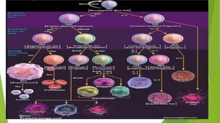 Comprehensive Overview of Hematopoiesis and Blood Cell Development | PPTX