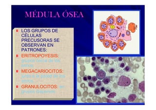 MÉDULA ÓSEA
LOS GRUPOS DE
CÉLULAS
PRECUSORAS SE
OBSERVAN EN
PATRONES:
ERITROPOYESIS:
grupos cerca de los
senos.
MEGACARIOCITOS:
junto a la pared de los
senos.
GRANULOCITOS: en
grupos dispersos.
 