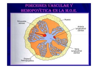PORCIONES VASCULAR Y
HEMOPOYÉTICA EN LA M.O.R.
 