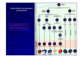 Célula Madre hemopoyética
       pluripotencial




CUADRO DE LA
HEMOPOYESIS
 