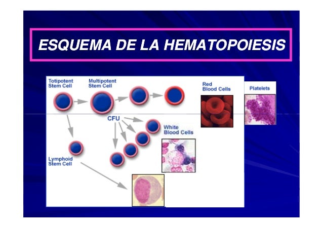 Hematopoyetico