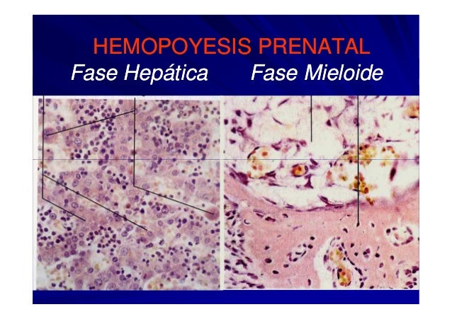 Hematopoyetico