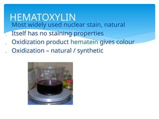  Most widely used nuclear stain, natural
 Itself has no staining properties
 Oxidization product hematein gives colour
 Oxidization – natural / synthetic
HEMATOXYLIN
 