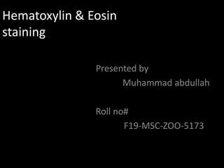 Hematoxylin & Eosin
staining
Presented by
Muhammad abdullah
Roll no#
F19-MSC-ZOO-5173
 