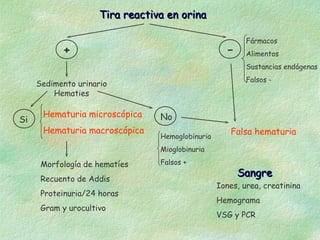 Tira reactiva en orina

                                                          Fármacos
           +                                        -     Alimentos
                                                          Sustancias endógenas
                                                          Falsos -
     Sedimento urinario
         Hematies

      Hematuria microscópica     No
Si
      Hematuria macroscópica                         Falsa hematuria
                                 Hemoglobinuria
                                 Mioglobinuria

      Morfología de hematíes     Falsos +
                                                        Sangre
      Recuento de Addis
                                                  Iones, urea, creatinina
      Proteinuria/24 horas
                                                  Hemograma
      Gram y urocultivo
                                                  VSG y PCR
 