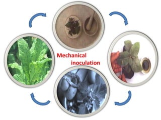 Transmission of plant virus | PPTX