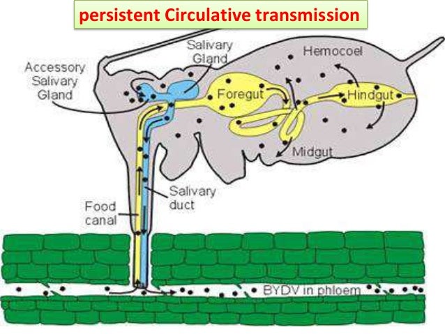 Transmission of plant virus