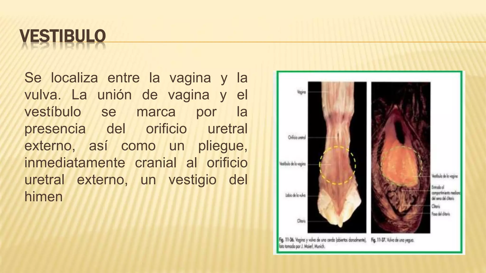 Aparato Reproductor femenino | PPTX