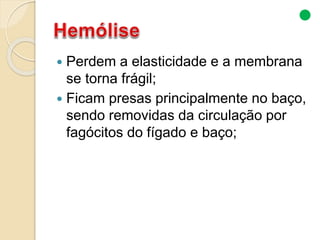  Perdem a elasticidade e a membrana
se torna frágil;
 Ficam presas principalmente no baço,
sendo removidas da circulação por
fagócitos do fígado e baço;
 
