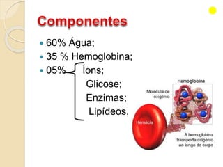  60% Água;
 35 % Hemoglobina;
 05% Íons;
Glicose;
Enzimas;
Lipídeos.
 