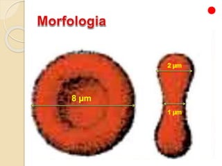  Possuem o formato de um disco
bicôncavo;
 Esse formato é resultado da exclusão
do núcleo durante a eritropoiese.
8 µm
 