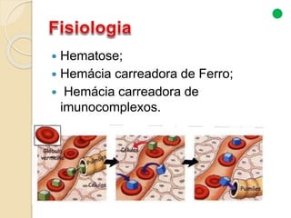  Hematose;
 Hemácia carreadora de Ferro;
 Hemácia carreadora de
imunocomplexos.
 