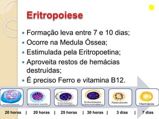  Formação leva entre 7 e 10 dias;
 Ocorre na Medula Óssea;
 Estimulada pela Eritropoetina;
 Aproveita restos de hemácias
destruídas;
 É preciso Ferro e vitamina B12.
20 horas | 20 horas | 25 horas | 30 horas | 3 dias | 7 dias
 